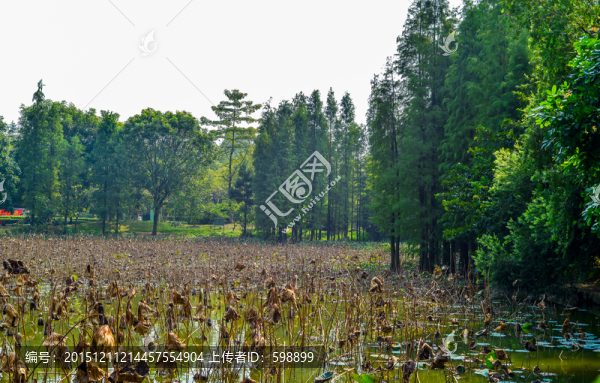 荷塘樹林