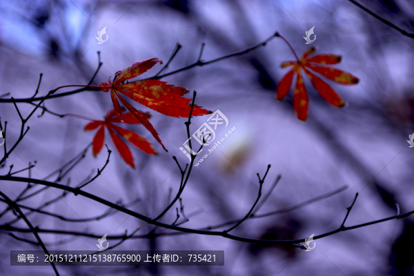 唯美紅葉