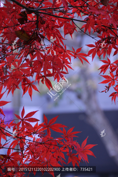 火紅的楓葉