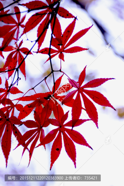 火紅的樹葉