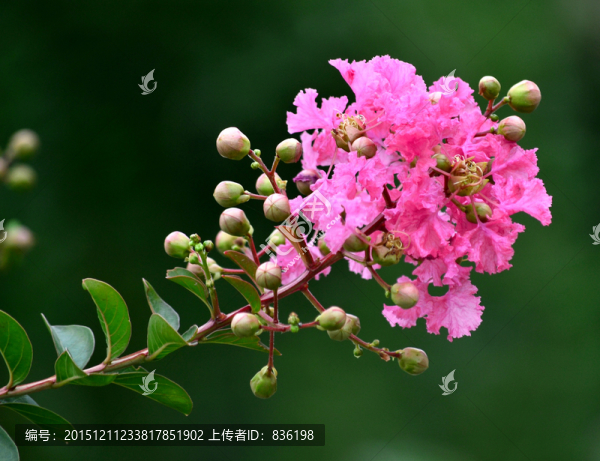 紫薇花