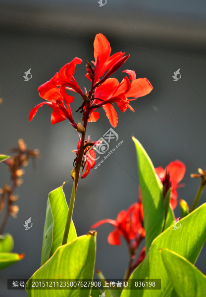 芭蕉