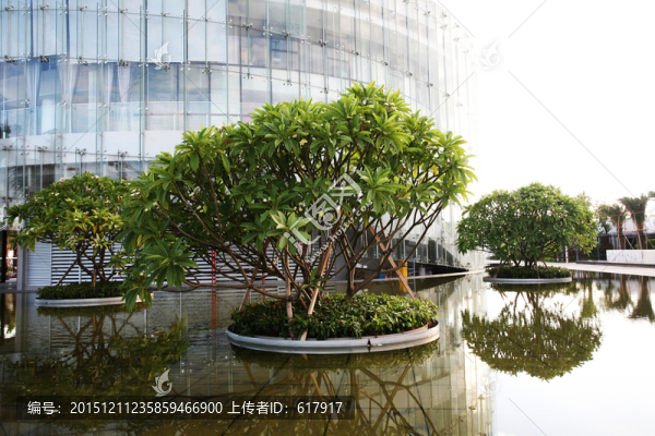 水中樹