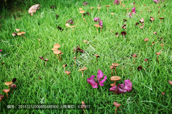 野花,花卉,公園,植物,夏天