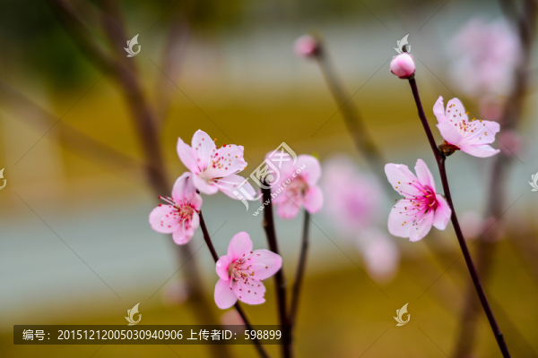 櫻花