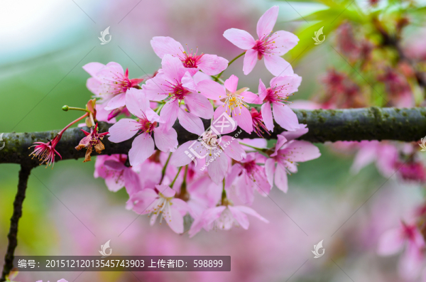 櫻花