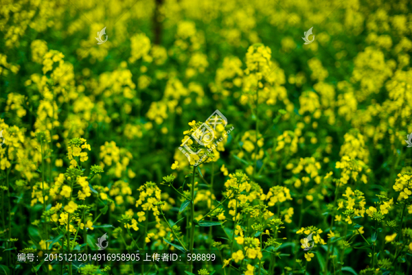 油菜花
