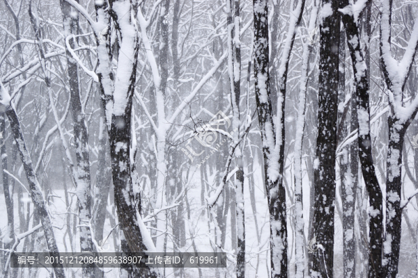 樹林,雪景