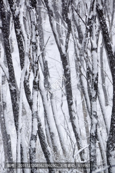 樹(shù)林,雪景