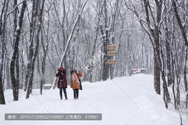 雪景,槐樹(shù)林