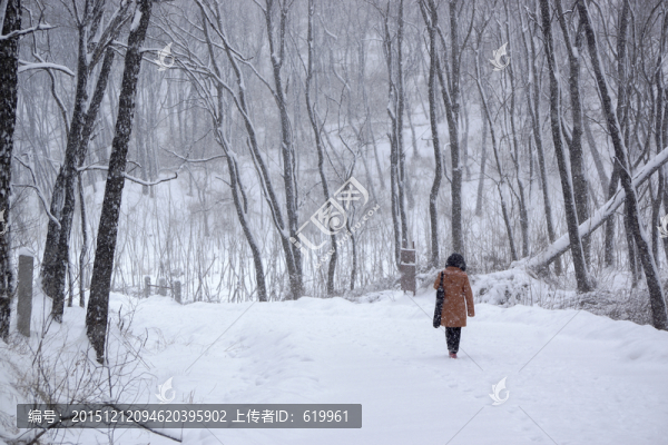 雪景,槐樹林