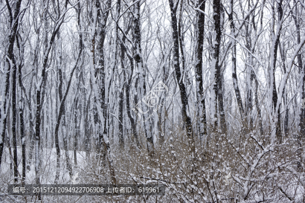 樹林,雪景