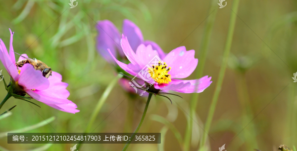 格?；? title=