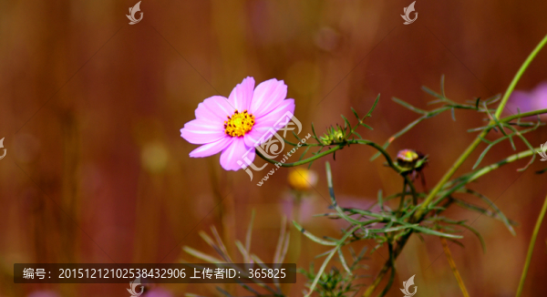 格桑花