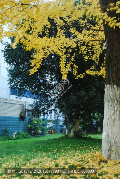 黃葉