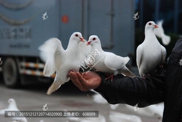 鳥