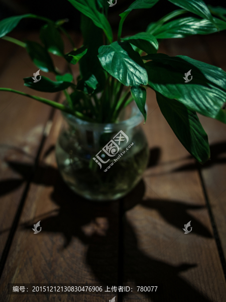 夜晚的綠蘿