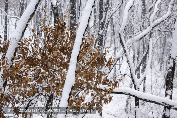 雪景,樹(shù)林