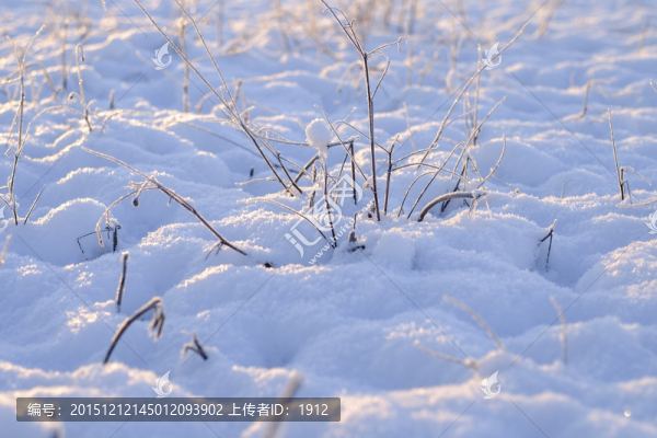 冬雪