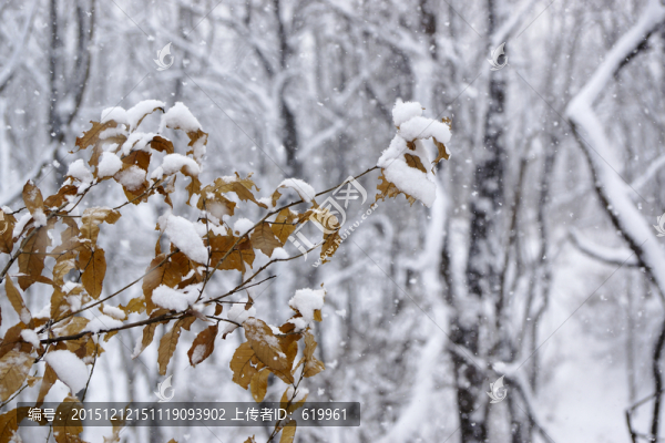 雪景,樹林