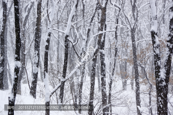 雪景,樹(shù)林
