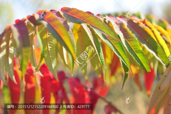紅葉,,樹葉