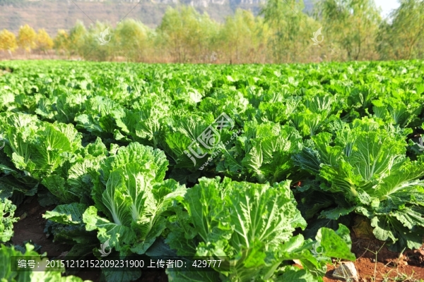 菜園,白菜,,蔬菜園