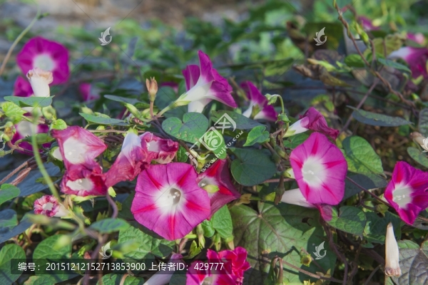 喇叭花,牽?；? title=