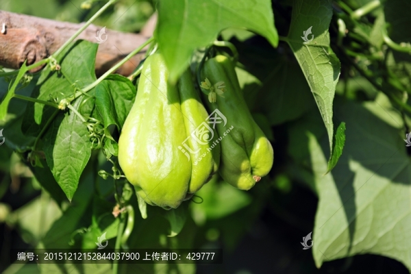 瓜類,,佛手瓜