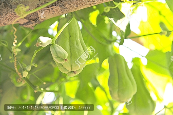 佛手瓜,小瓜