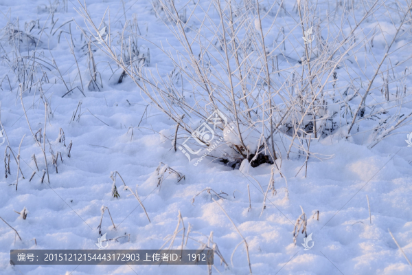 雪地