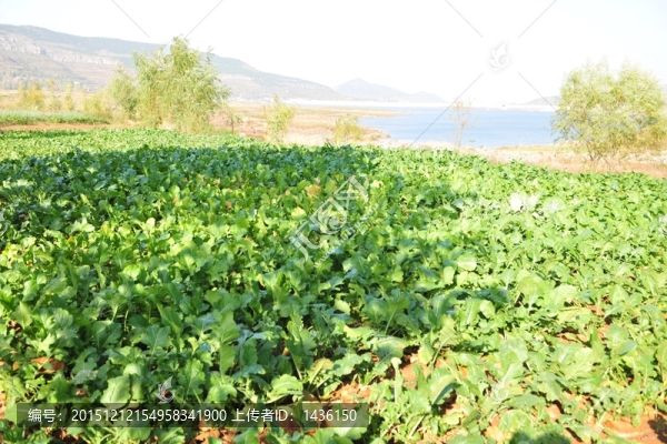 菜園,,菜地,,青菜