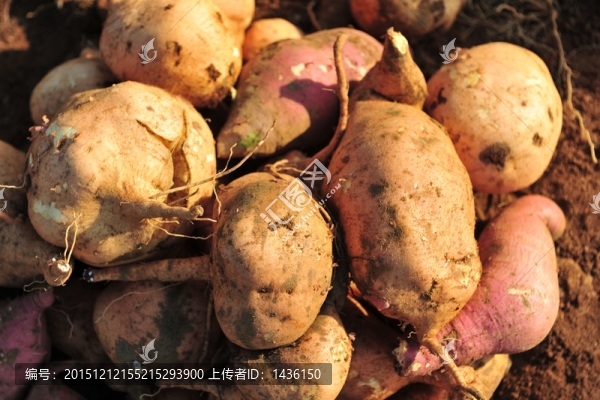 地瓜,紅薯