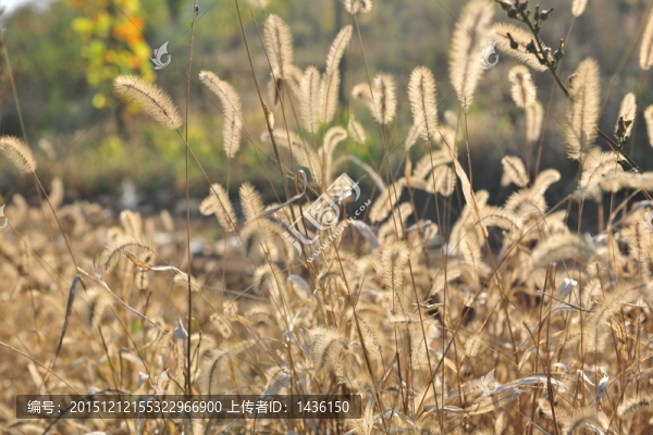 狗尾草