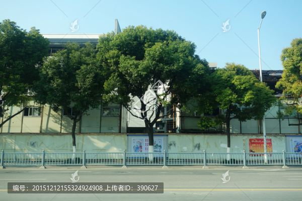 城市街景,行道樹