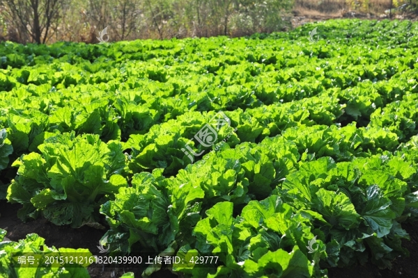 有機(jī)蔬菜種植
