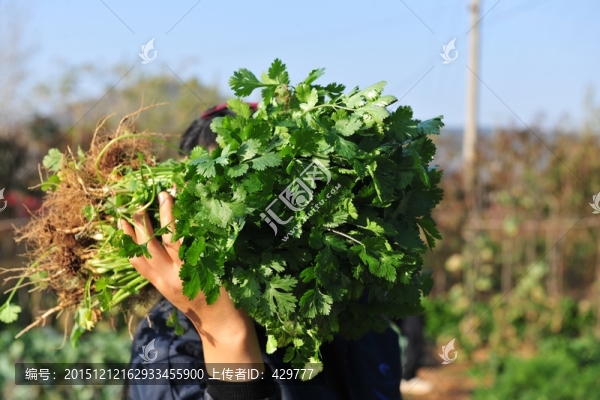 香菜