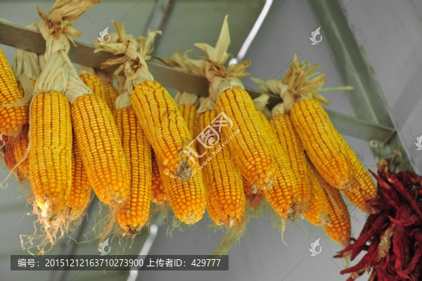 掛玉米,玉米晾曬