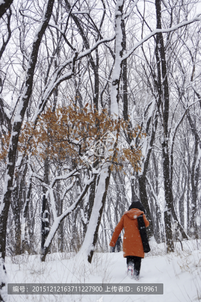 雪景,樹林,背影