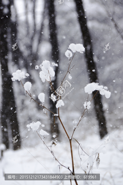 雪樹枝