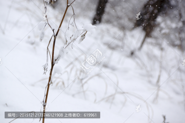 雪樹枝