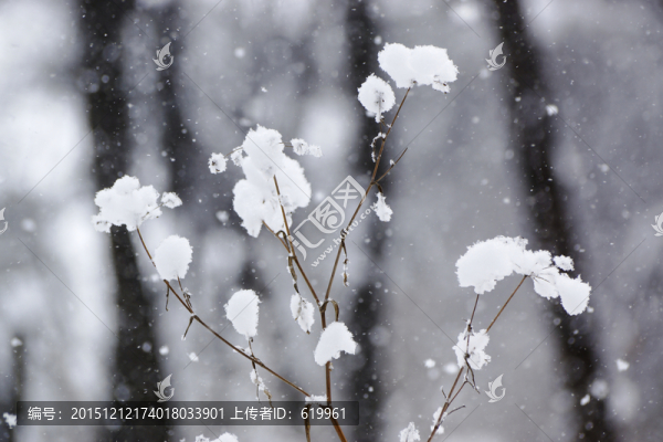 雪樹枝