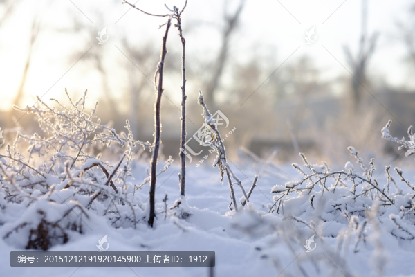 枯草