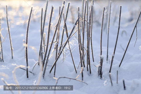 冬雪