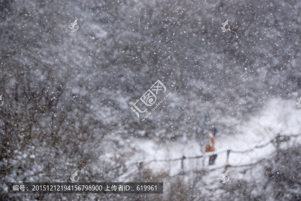 雪景,樹林