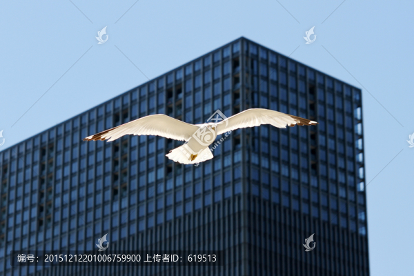 城市飛翔的海鷗