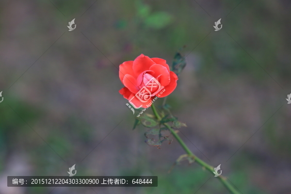 紅薔薇