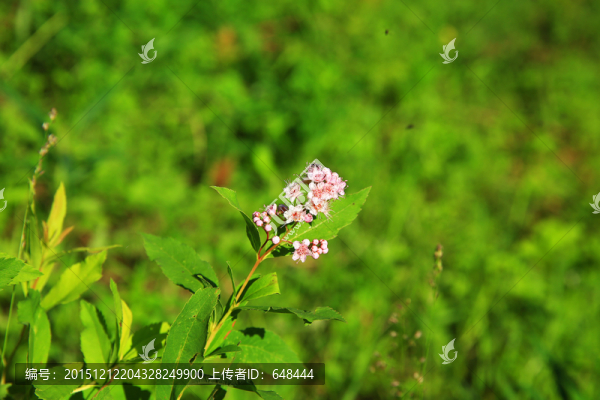 柳葉繡線菊