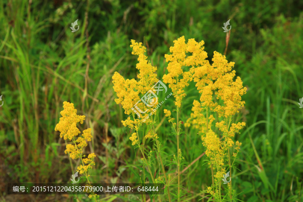 蓬子菜