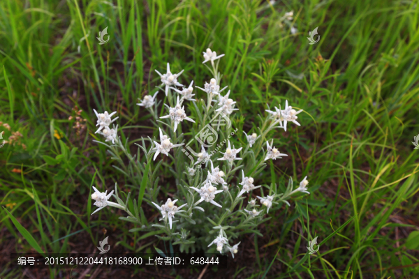 團(tuán)球火絨草